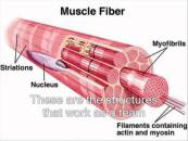 muscle fiber